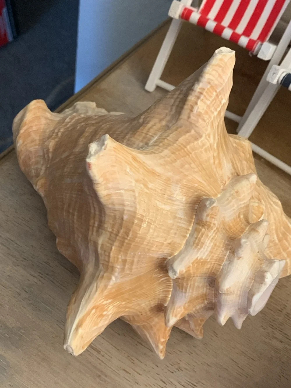Decorative Pink and Cream Conch Shell Accent